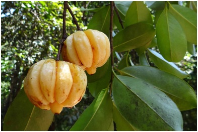 Garcinia Cambogia fruits hanging from tree