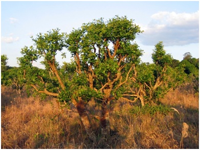 Yerba mate plants